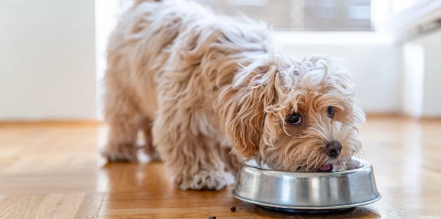 What Perth Pet Owners Need to Know About Pet Food Nutrition